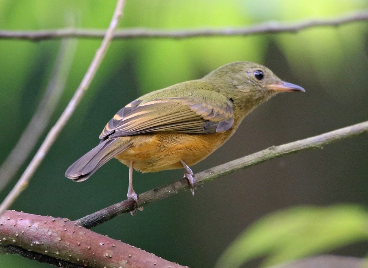 Ochre-bellied Flycatcher - ML646874501
