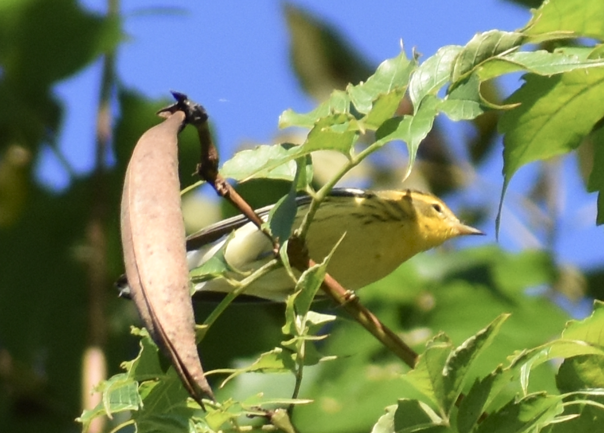 Пісняр-лісовик рудоволий - ML646874502