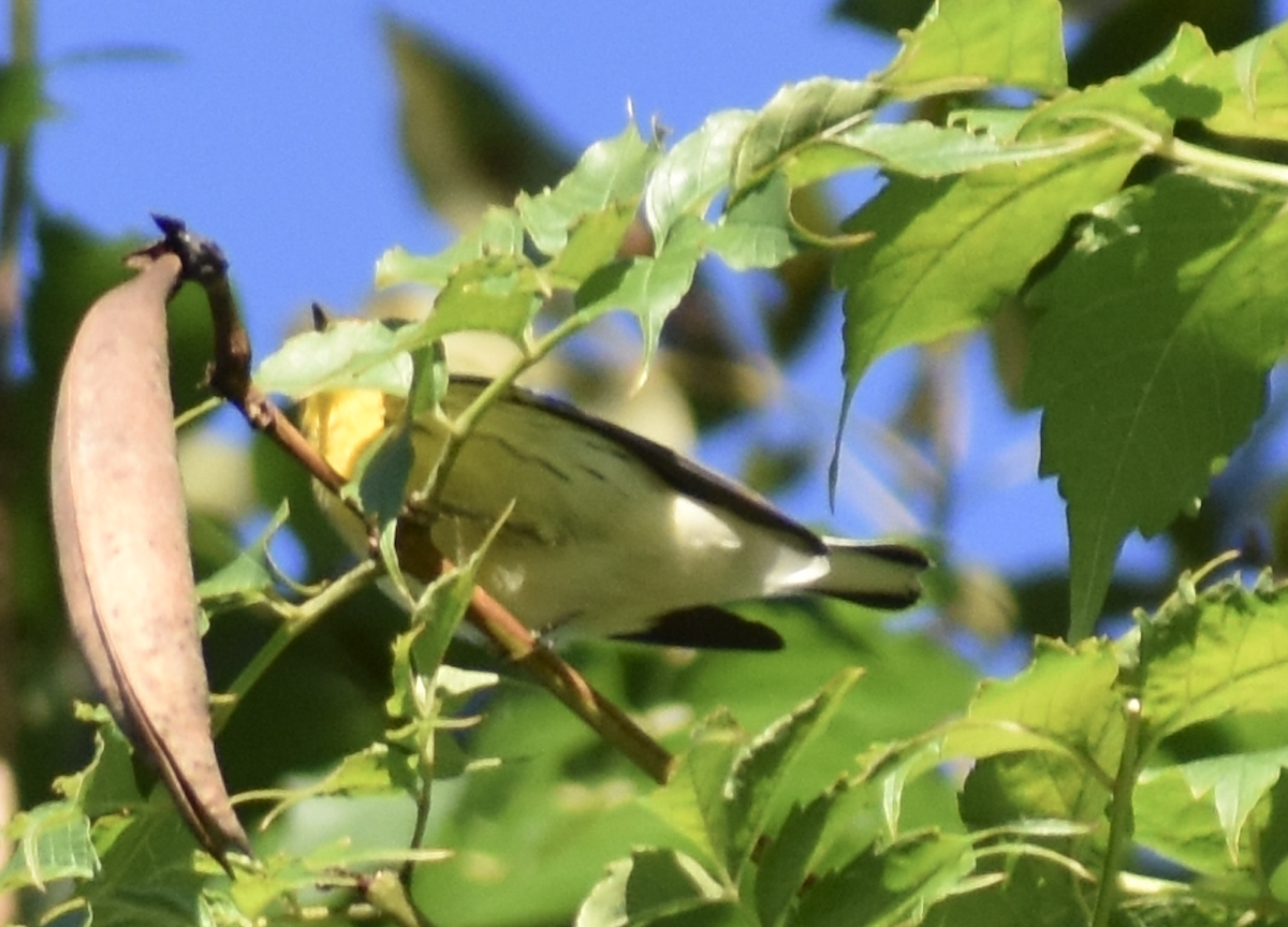 Пісняр-лісовик рудоволий - ML646874503