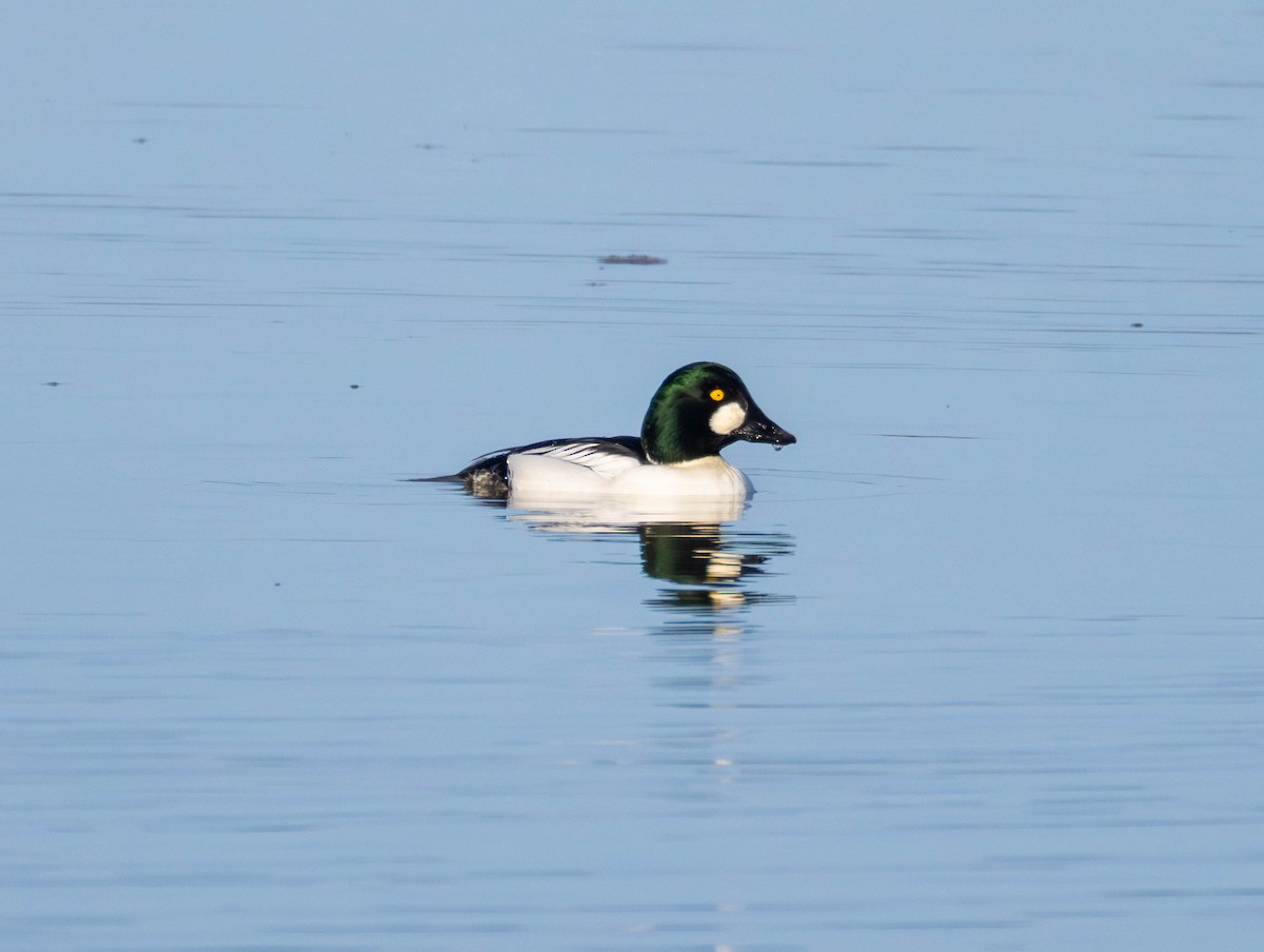 Quattrocchi - ML646874504