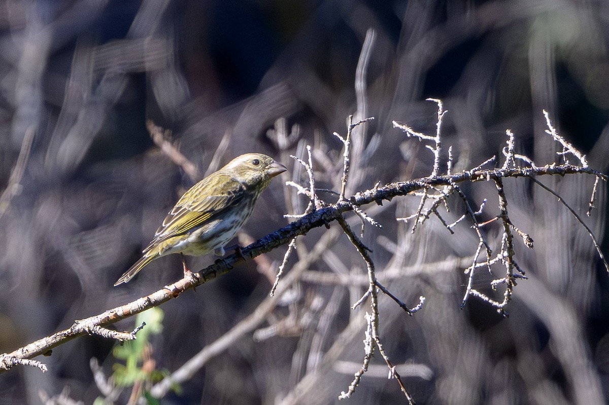 Purple Finch - ML646874505