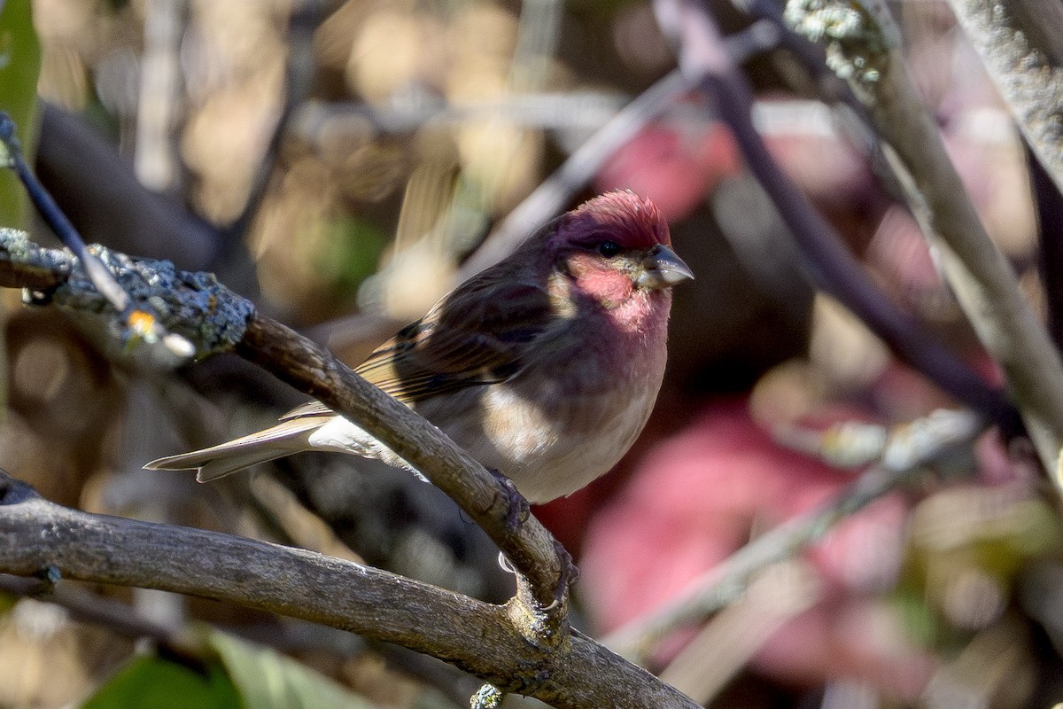 Purple Finch - ML646874506
