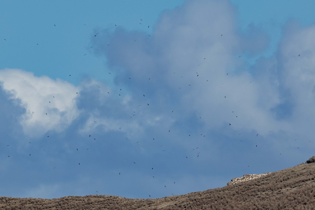 セグロアジサシ - ML646874507