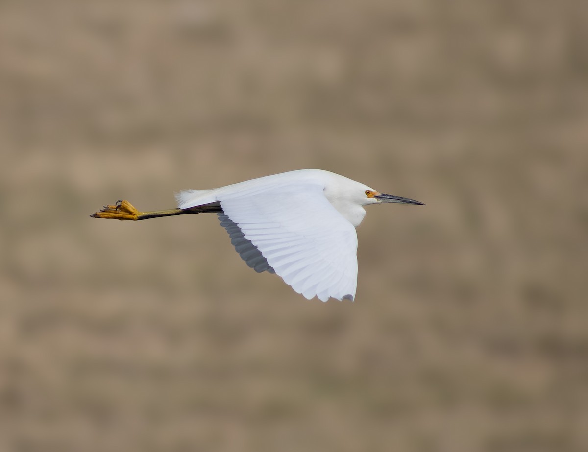 Snowy Egret - ML646874512