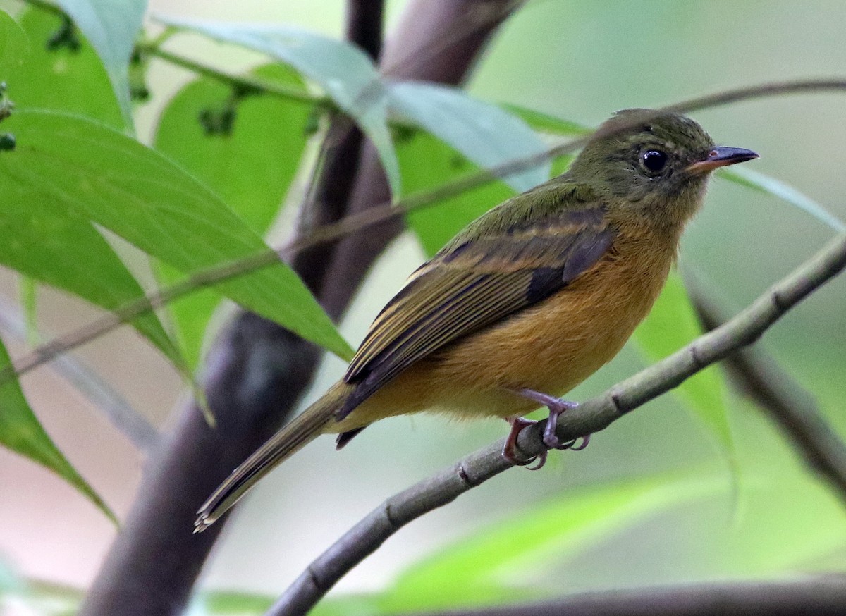 Ochre-bellied Flycatcher - ML646874513