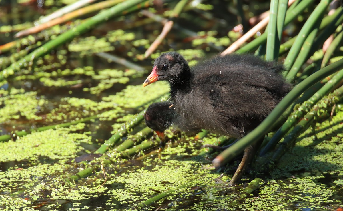 slípka tmavá - ML646874516