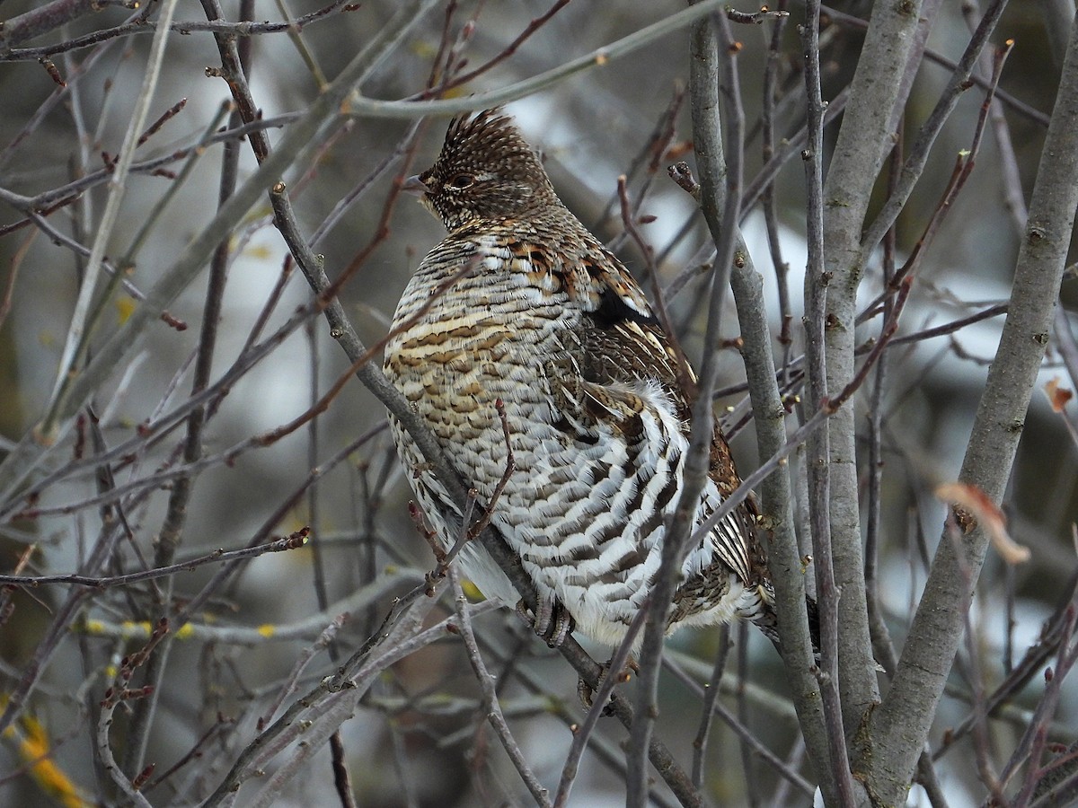 Ruffed Grouse - ML646874517