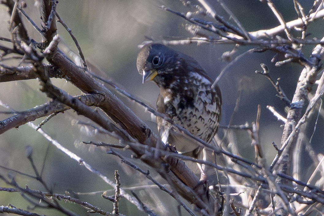 Fox Sparrow - ML646874518