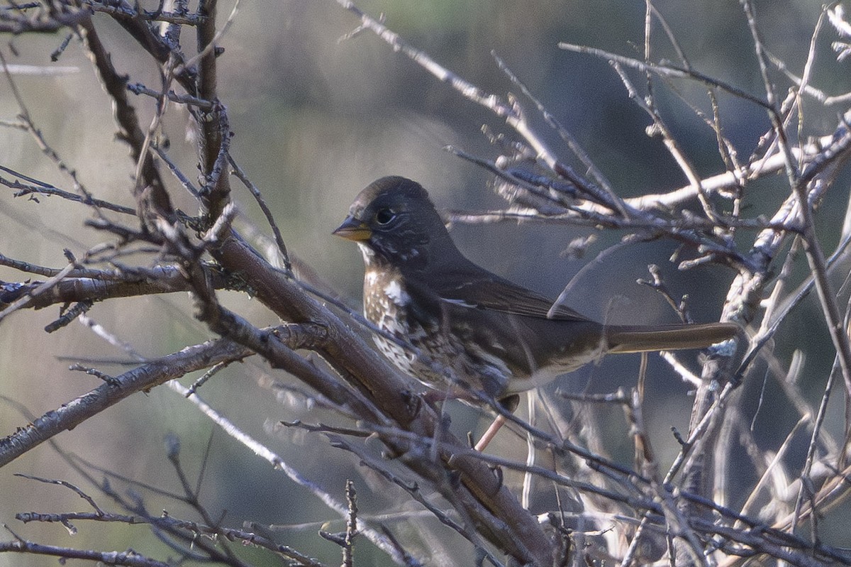 Fox Sparrow - ML646874519