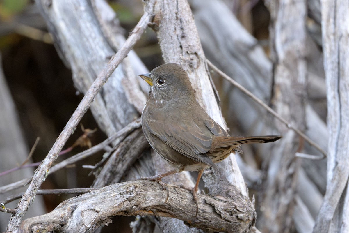 Fox Sparrow - ML646874520