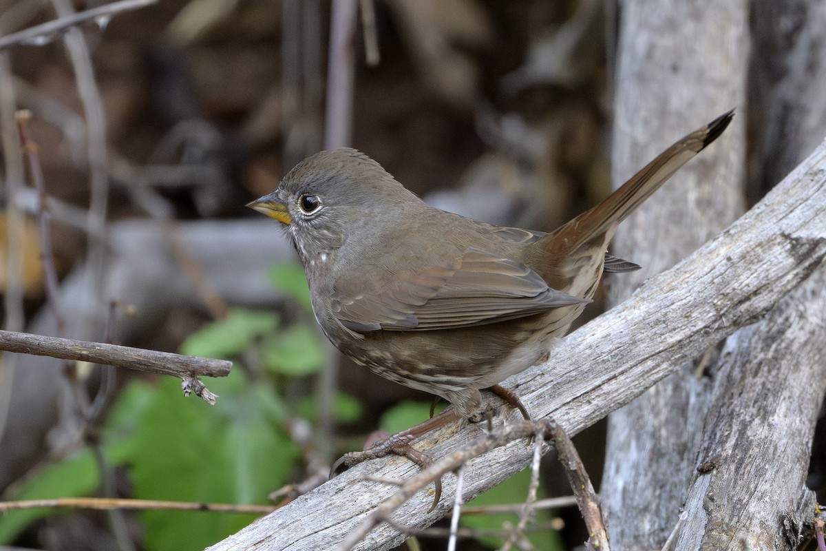 Fox Sparrow - ML646874521