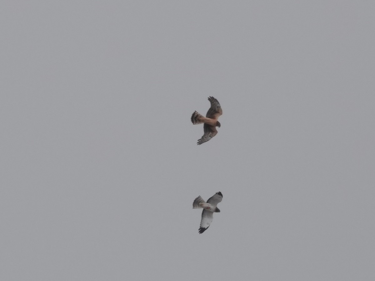 Northern Harrier - ML646874522