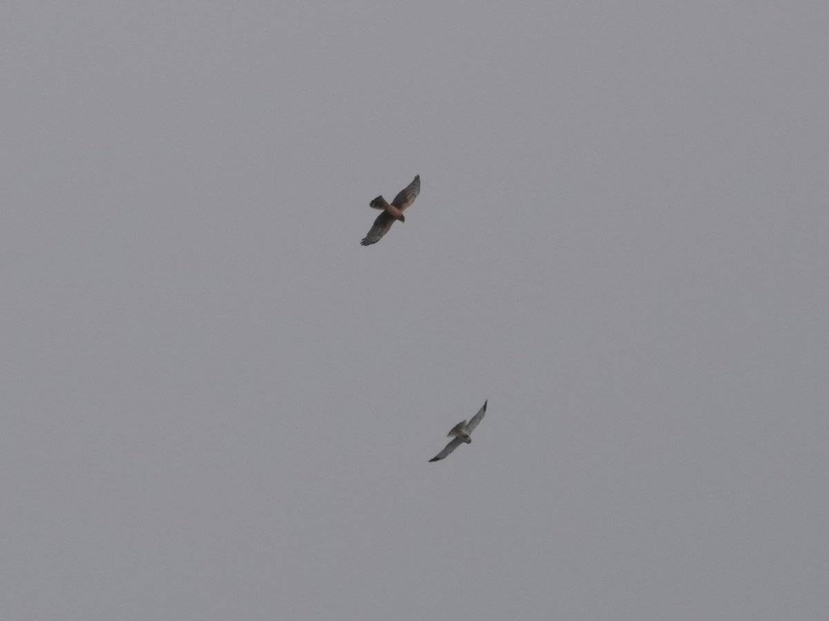 Northern Harrier - ML646874523