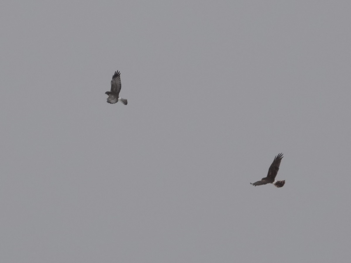 Northern Harrier - ML646874524