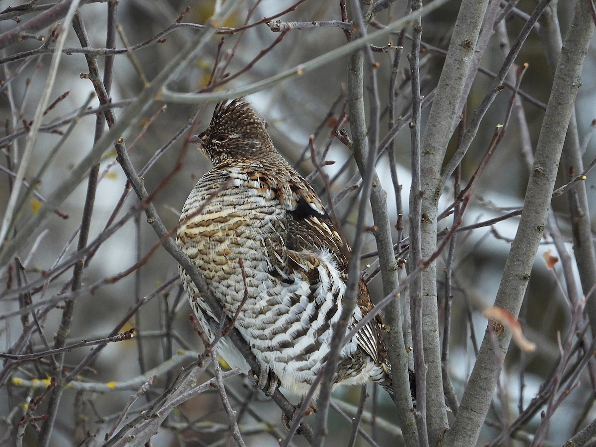 Ruffed Grouse - ML646874526