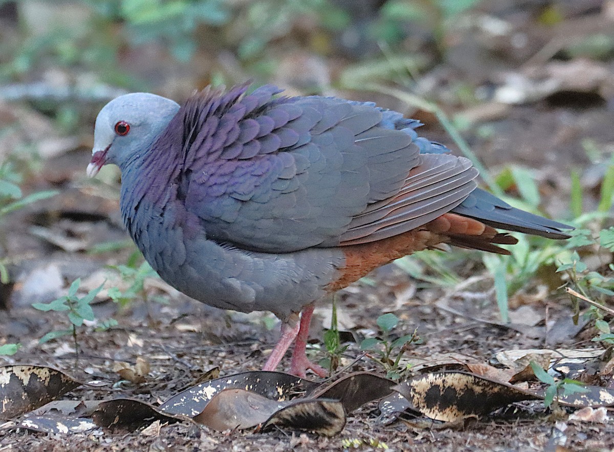 Colombe de Gundlach - ML646874542