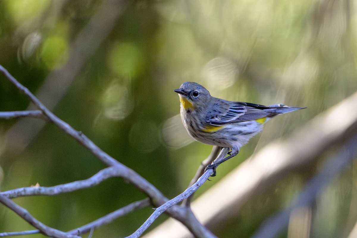 Yellow-rumped Warbler - ML646874543