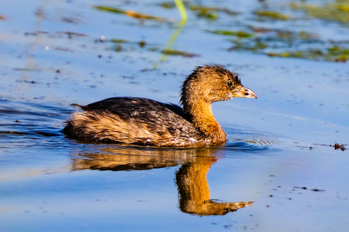 Pied-billed Grebe - ML646874545