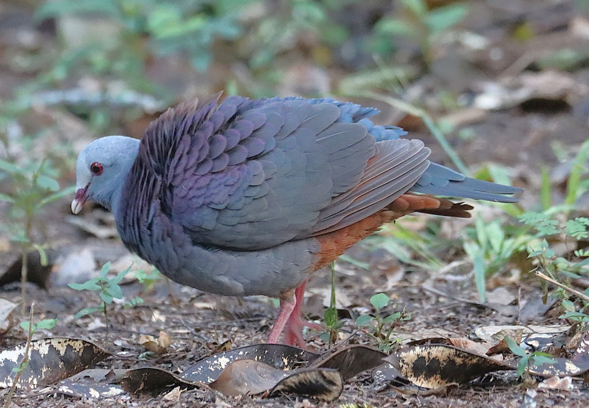 Colombe de Gundlach - ML646874546