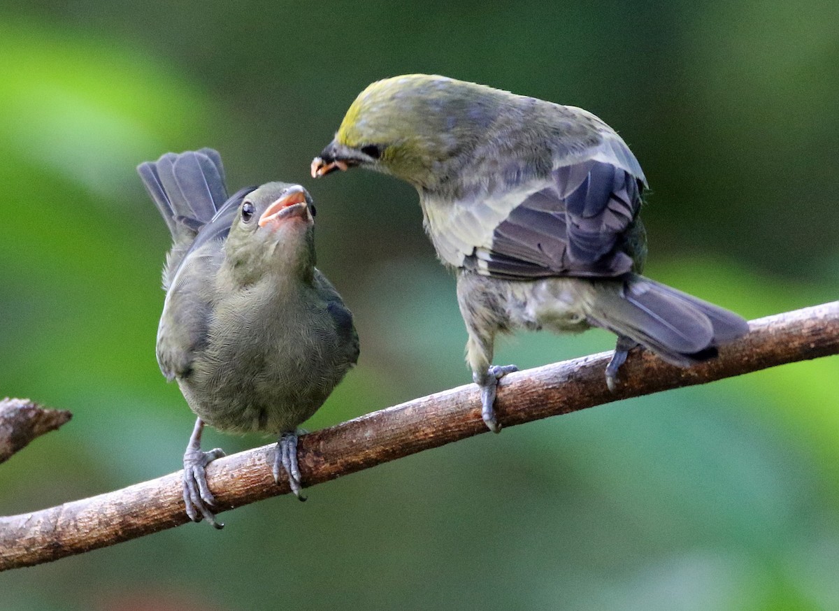 Palm Tanager - ML646874551