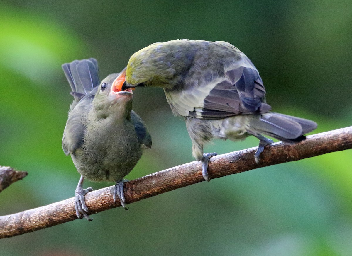 Palm Tanager - ML646874552