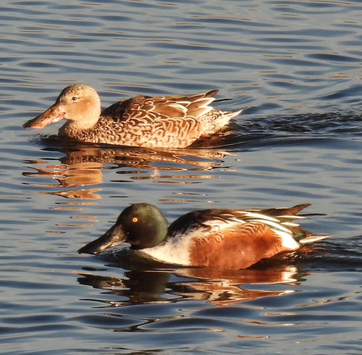 Широконіска північна - ML646874556