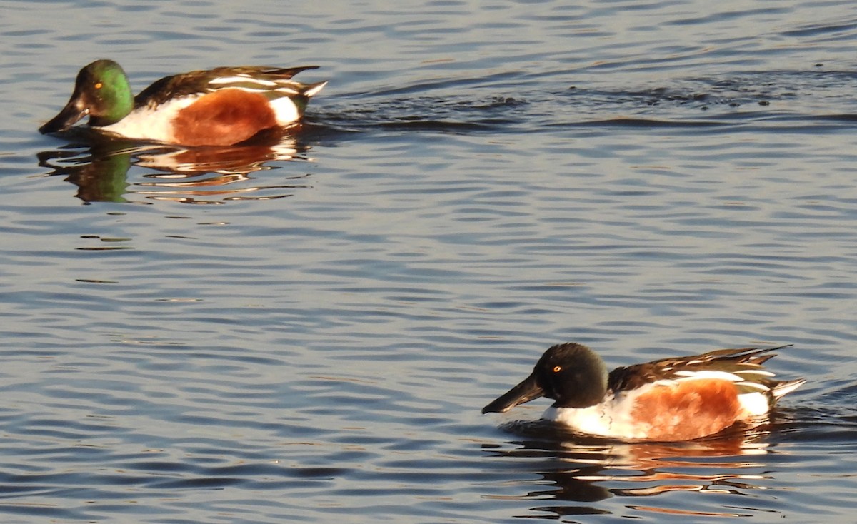Широконіска північна - ML646874557