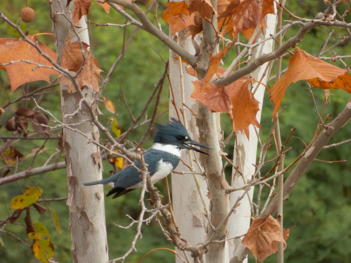Belted Kingfisher - ML646874558