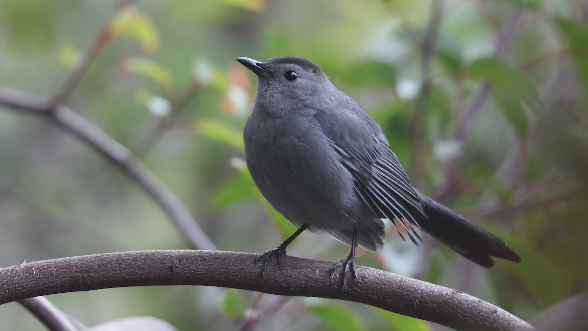 Gray Catbird - ML646874562