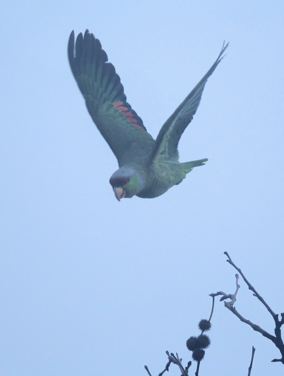 Lilac-crowned Amazon - ML646874563