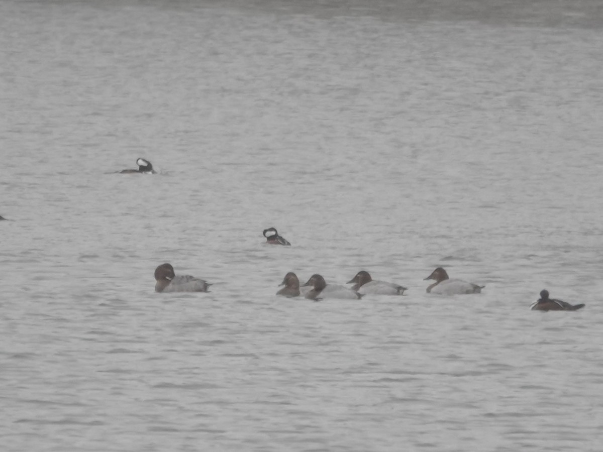 Canvasback - ML646874564