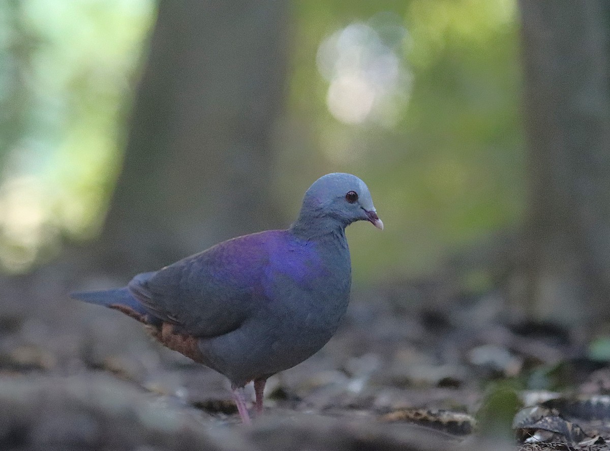 Colombe de Gundlach - ML646874572