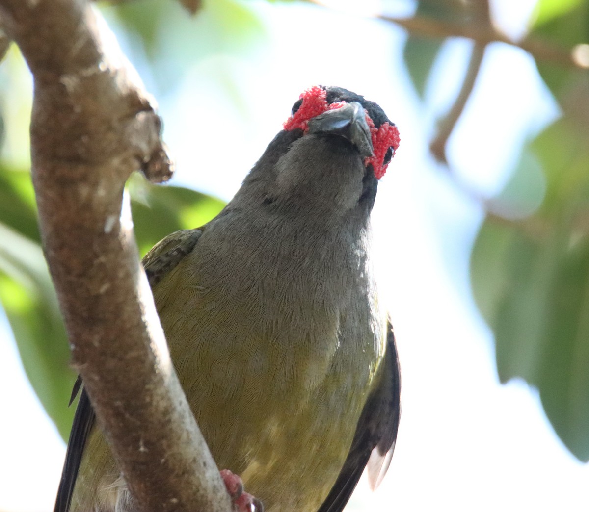 fíkovec australasijský - ML646874573