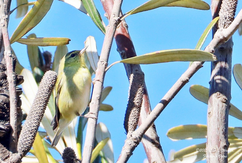 Tennessee Warbler - ML646874575
