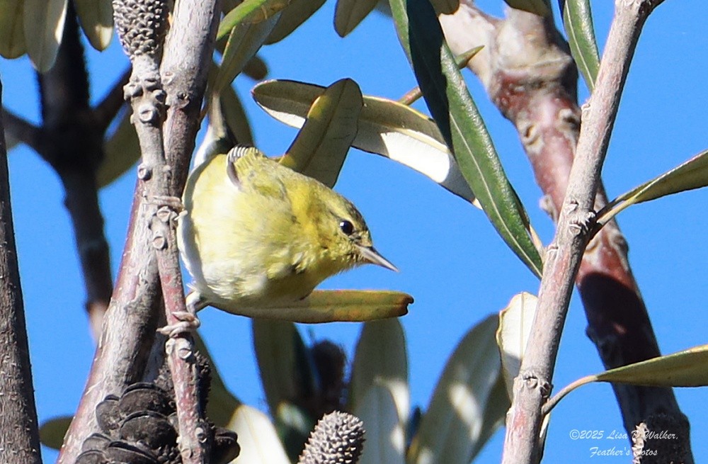 Tennessee Warbler - ML646874576