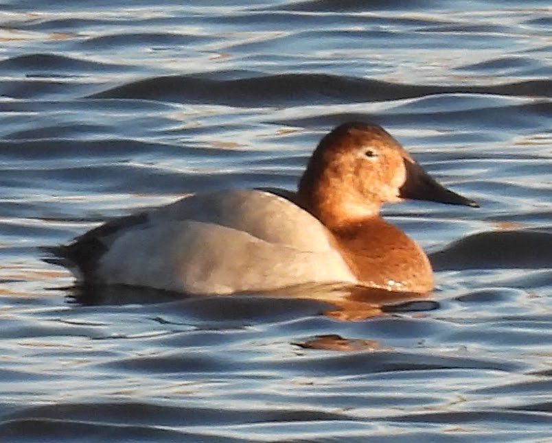 Попелюх довгодзьобий - ML646874586