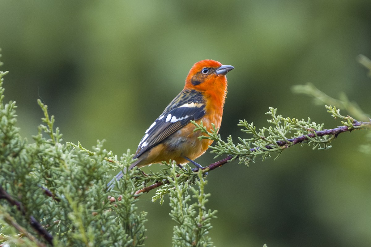 Piranga Estriada - ML646874588