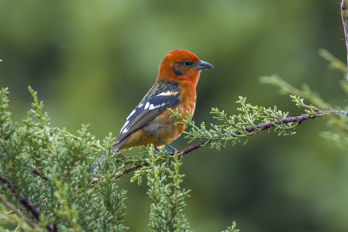 Piranga Estriada - ML646874589