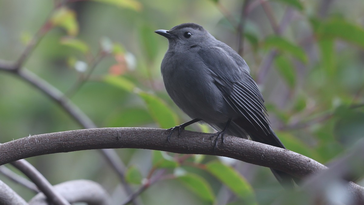 Gray Catbird - ML646874590