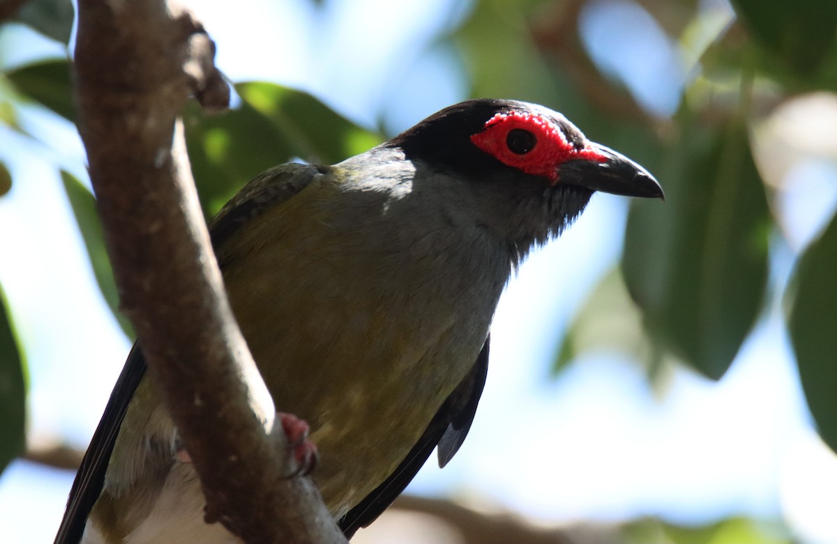 fíkovec australasijský - ML646874592