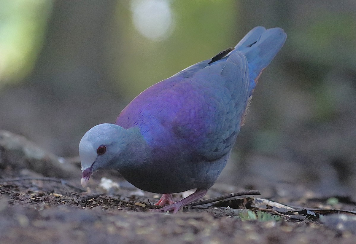 Colombe de Gundlach - ML646874593