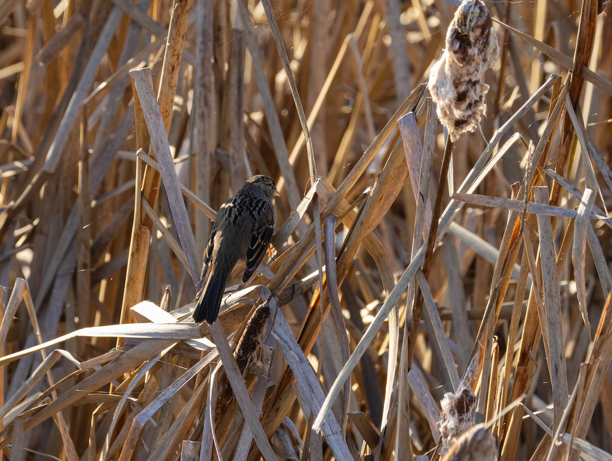 White-crowned Sparrow - ML646874595