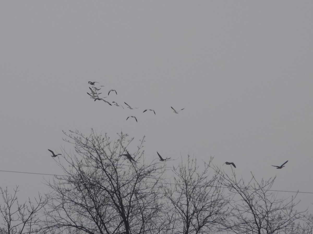 Snow Goose - ML646874597