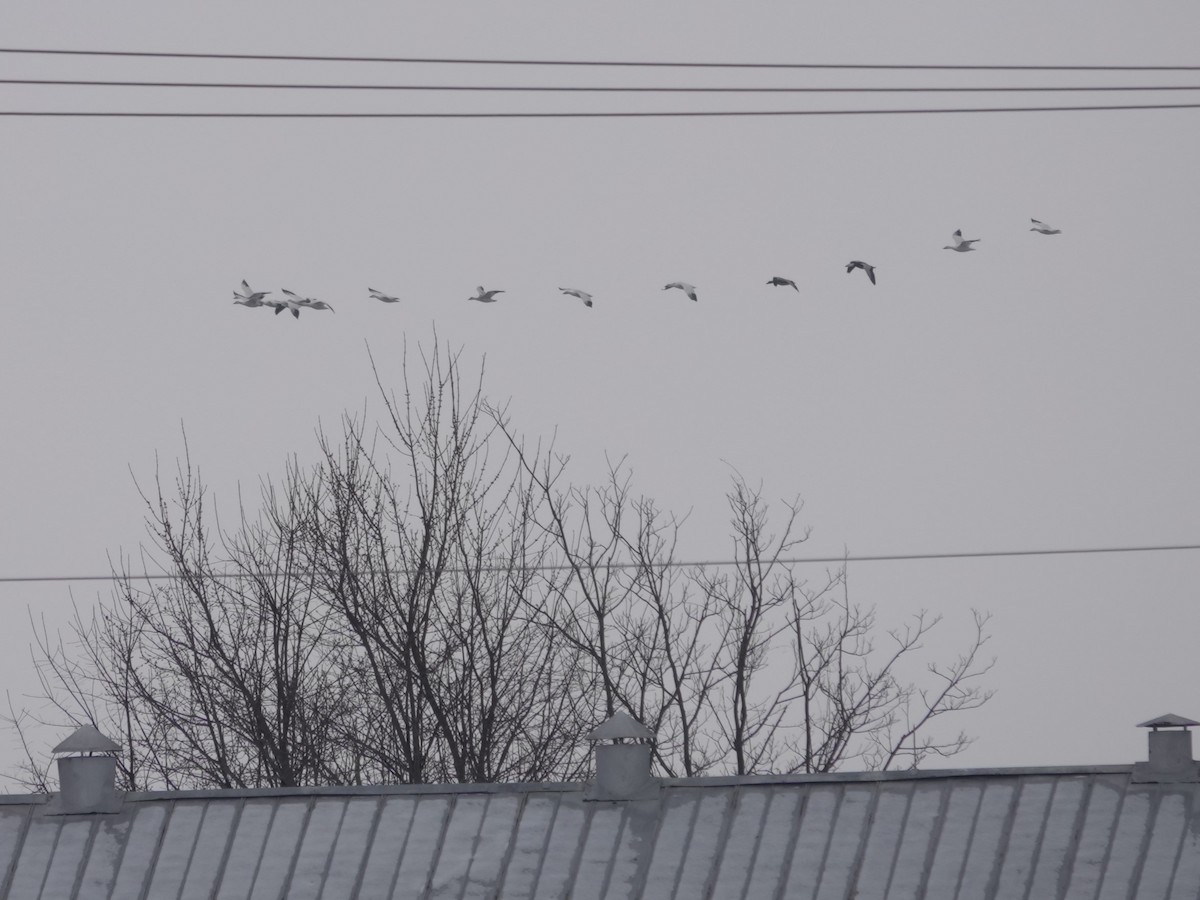 Snow Goose - ML646874598