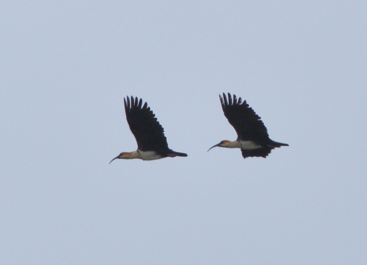 Andean Ibis - ML646874599