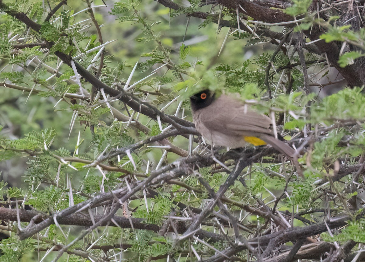 Black-fronted Bulbul - ML646874600