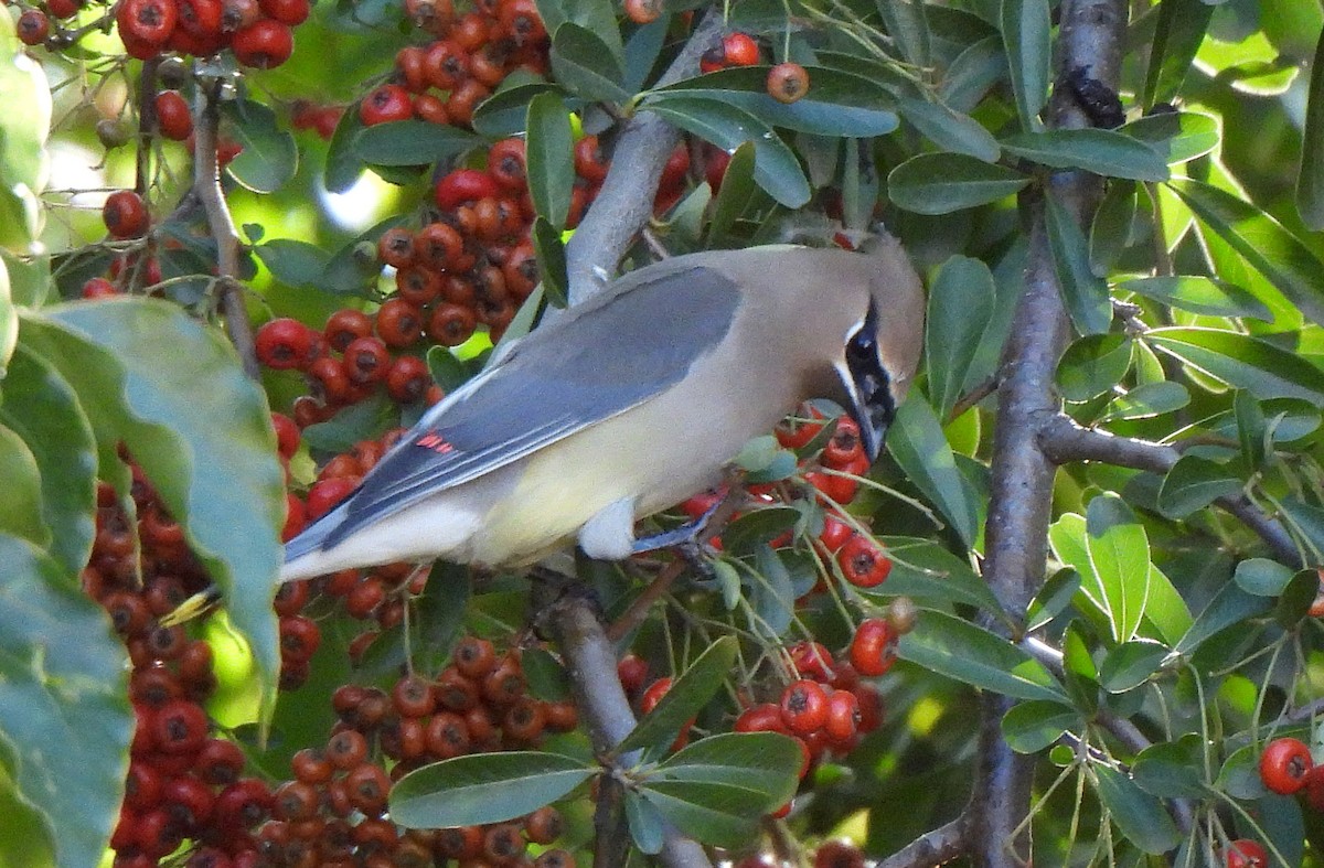 ヒメレンジャク - ML646874604