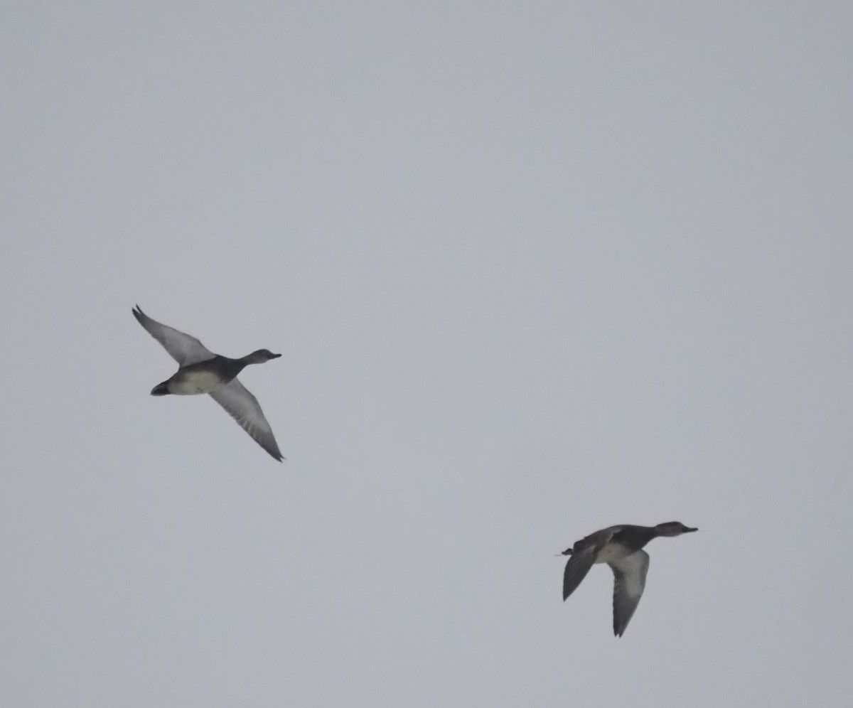 Серая утка - ML646874605