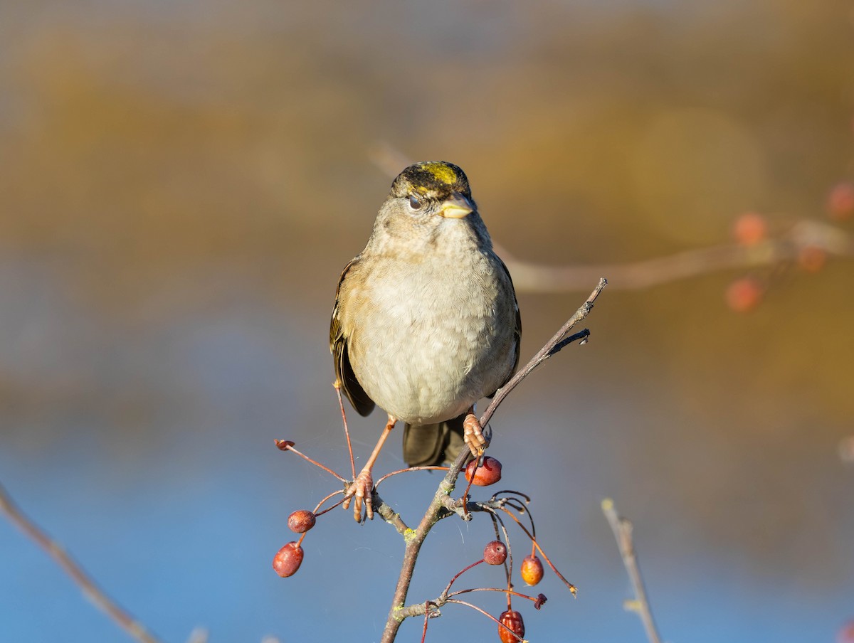 Chingolo Coronidorado - ML646874607