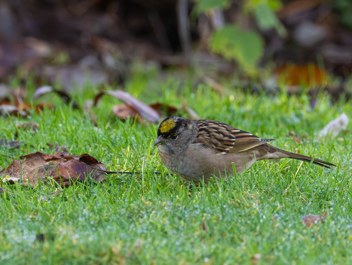 Chingolo Coronidorado - ML646874608